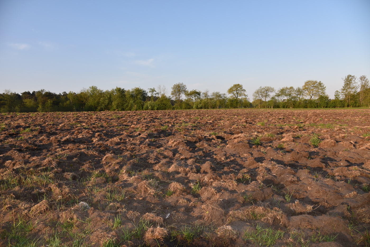 Update Blühwiese Feld für die Blühwiese